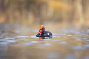 Redcrested Pochard On Water Wallpaper