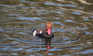 Redcrested Pochard On Water Wallpaper