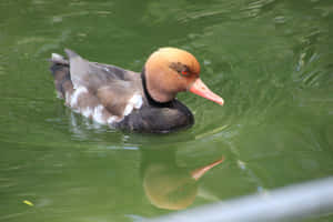 Redcrested Pochard On Water Wallpaper