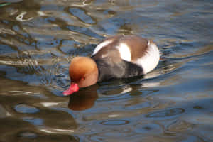 Redcrested Pochard Swimming In Water Wallpaper