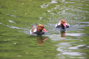 Redcrested Pochards On Serene Lake Wallpaper