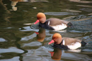 Redcrested Pochards On Water Wallpaper