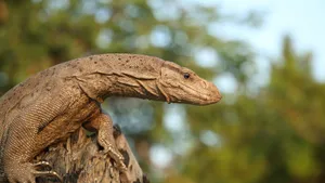 Reddish Brown Bengal Monitor Lizard Wallpaper