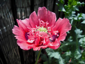 Reddish Pink Opium Poppy Wallpaper