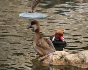 Redheadand Pochard Duckson Water.jpg Wallpaper