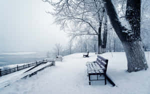 Rediscovering The Beauty Of Winter In A Snow-covered Park Wallpaper