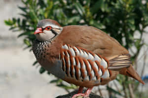 Redlegged Partridge Perched Wallpaper