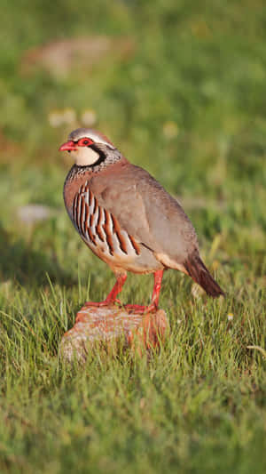 Redlegged Partridge Standingin Grass Wallpaper