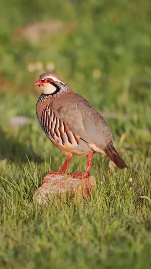 Redlegged Partridge Standingin Grass Wallpaper