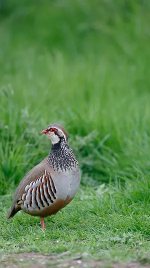 Redlegged Partridgein Grass Wallpaper