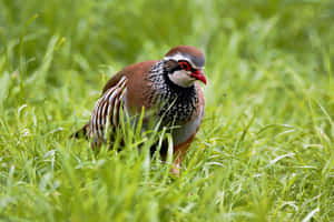 Redlegged Partridgein Grass Wallpaper