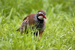 Redlegged Partridgein Grass Wallpaper