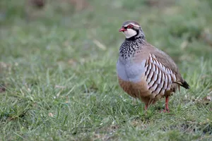 Redlegged Partridgein Grass.jpg Wallpaper