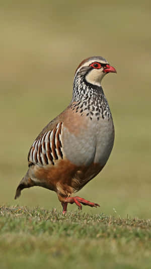 Redlegged Partridgein Grassland.jpg Wallpaper