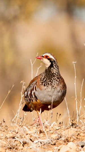 Redlegged Partridgein Habitat.jpg Wallpaper