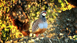 Redlegged Partridgein Natural Habitat.jpg Wallpaper