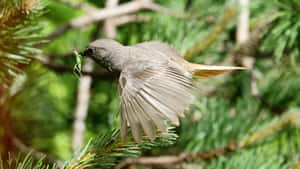 Redstart Bird Catching Insect Wallpaper