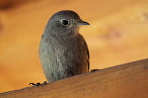 Redstart Bird Perched Wallpaper