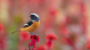 Redstart Bird Perched Floral Backdrop.jpg Wallpaper