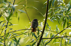 Redstart Bird Perchedin Greenery Wallpaper