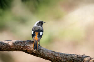 Redstart Bird Perchedon Branch.jpg Wallpaper