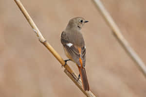 Redstart Bird Perchedon Branch Wallpaper