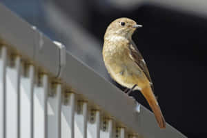 Redstart Bird Perchedon Fence Wallpaper