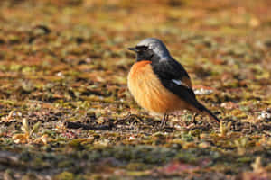 Redstart Birdin Natural Habitat.jpg Wallpaper