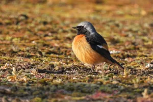 Redstart Birdin Natural Habitat.jpg Wallpaper
