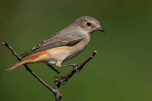 Redstart Birdon Branch Wallpaper