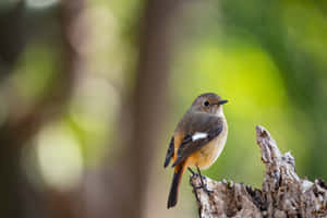 Redstart Birdon Branch Wallpaper