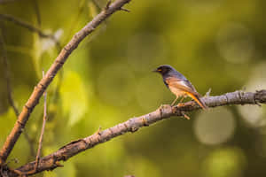 Redstart Birdon Branch Nature Photography.jpg Wallpaper