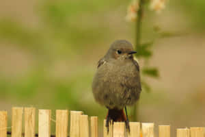 Redstart Birdon Fence Wallpaper