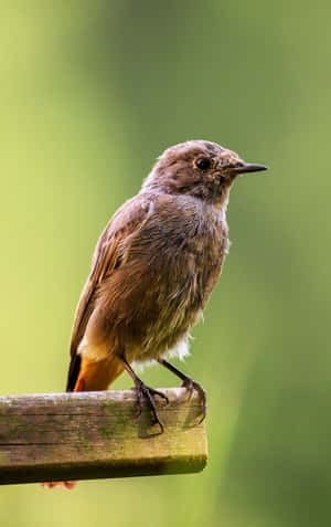 Redstart Birdon Perch Wallpaper