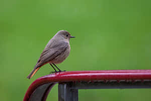 Redstart Birdon Red Railing Wallpaper