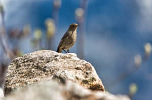 Redstart Birdon Rock Outdoor Scene Wallpaper