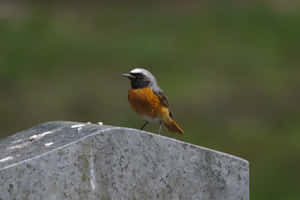 Redstart Birdon Stone Wallpaper