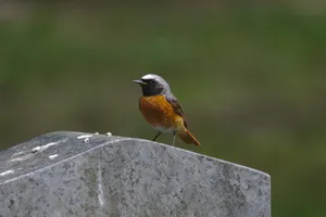 Redstart Birdon Stone Wallpaper