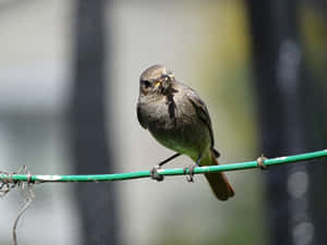 Redstart Birdon Wire Wallpaper