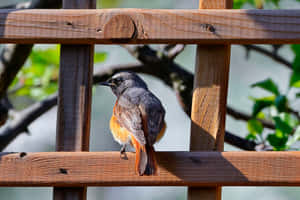 Redstart Birdon Wooden Trellis Wallpaper