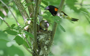 Redstart Birds Caring For Chicks Wallpaper