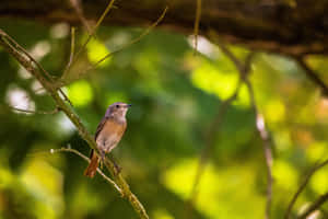 Redstart Perchedin Natural Habitat.jpg Wallpaper