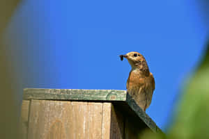 Redstartwith Catchon Fence Wallpaper