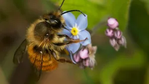 Redtailed Bumblebeeon Blue Flower Wallpaper