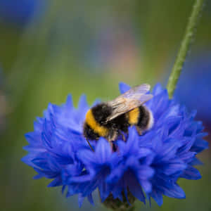 Redtailed Bumblebeeon Blue Flower Wallpaper