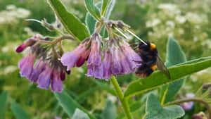 Redtailed Bumblebeeon Comfrey Wallpaper