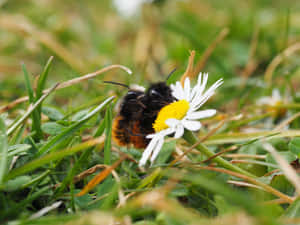 Redtailed Bumblebeeon Daisy.jpg Wallpaper