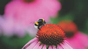 Redtailed Bumblebeeon Echinacea Flower.jpg Wallpaper