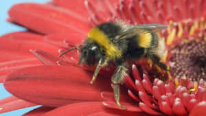 Redtailed Bumblebeeon Flower Wallpaper