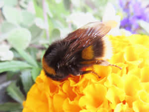 Redtailed Bumblebeeon Marigold.jpg Wallpaper